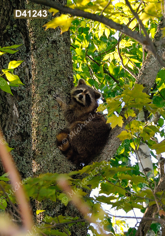 Northern Raccoon (Procyon lotor)